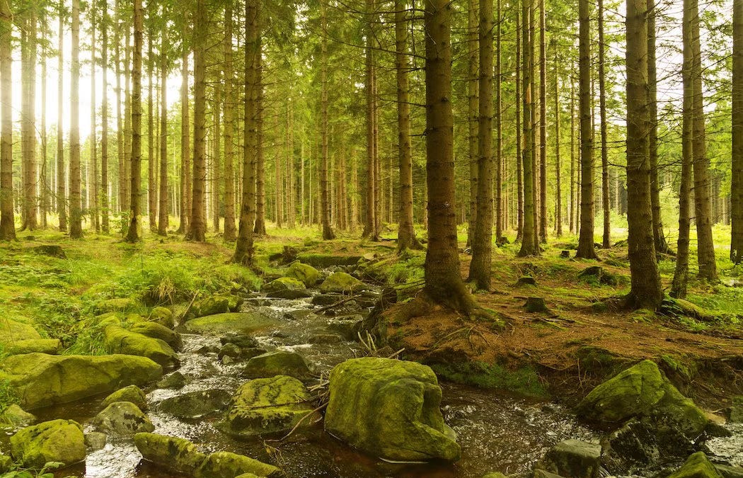 Forecasting T20 Games: What 